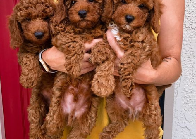 TOY POODLE YAVRULAR